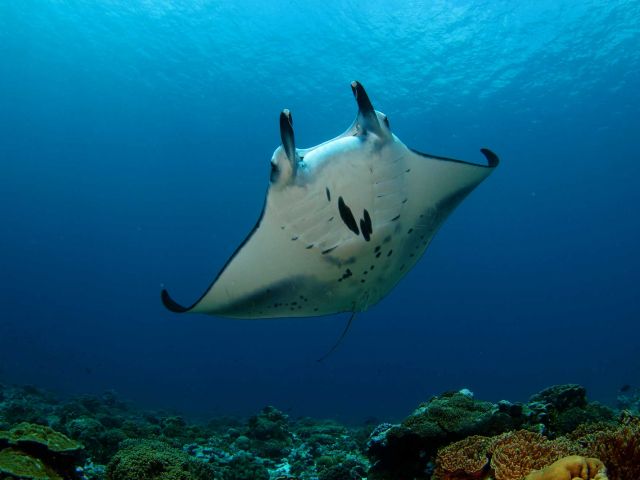 Underwater | Palmyra Atoll Research Consortium