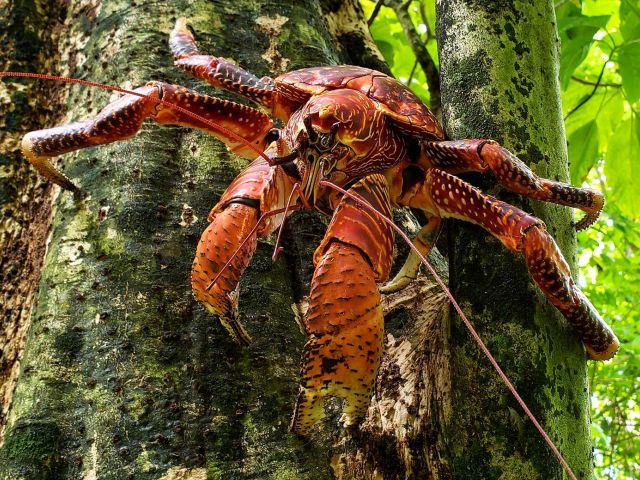 Above Water | Palmyra Atoll Research Consortium